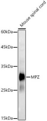 Western Blot: Myelin Protein Zero AntibodyBSA Free [NBP2-94812]