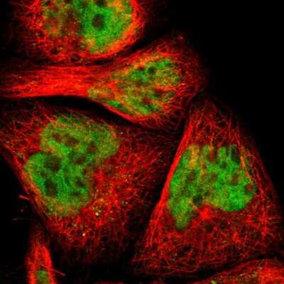 Immunocytochemistry/ Immunofluorescence: Myelin expression factor 2 Antibody [NBP1-83766]