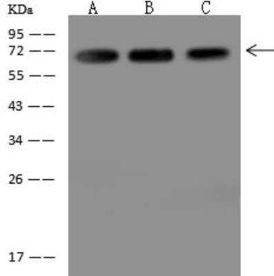 Western Blot: Myelin expression factor 2 Antibody [NBP3-12682]