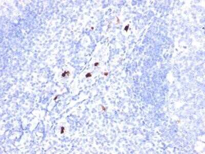 Immunohistochemistry-Paraffin: Myeloid Cell Marker Antibody (SPM298) - IHC-Prediluted [NBP2-45201]