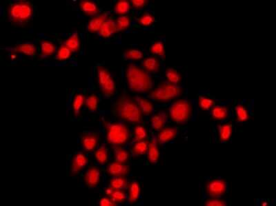 Immunocytochemistry/ Immunofluorescence: Myeloid leukemia factor 1 Antibody - BSA Free [NBP2-93724]