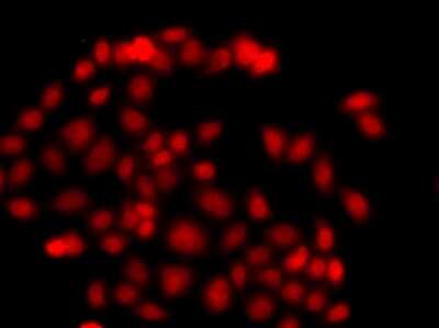Immunocytochemistry/ Immunofluorescence: Myeloid leukemia factor 1 Antibody - BSA Free [NBP2-93971]
