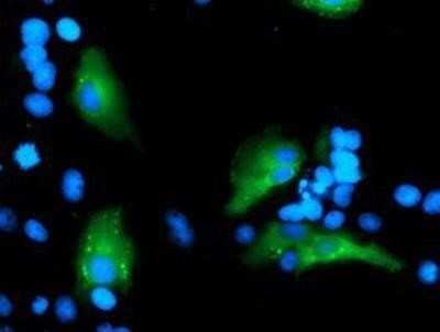 Flow Cytometry: Myeloid leukemia factor 1 Antibody (OTI3A3) - Azide and BSA Free [NBP2-72846]