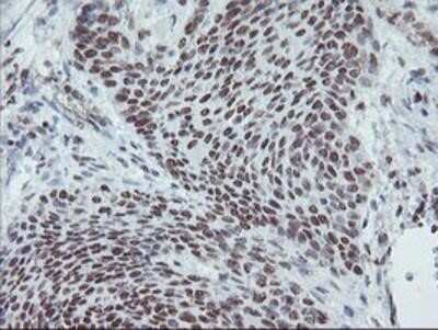 Immunohistochemistry-Paraffin: Myeloid leukemia factor 1 Antibody (OTI3A3) [NBP2-02052]