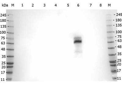Western Blot: Myeloperoxidase/MPO Antibody [NBP1-77779]