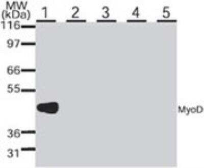 Western Blot: MyoD Antibody (5.8A)BSA Free [NB100-56511]