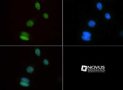 Immunocytochemistry/ Immunofluorescence: MyoD Antibody - BSA Free [NBP1-54153]