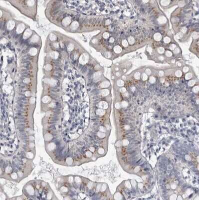 Immunohistochemistry-Paraffin: Myocilin Antibody [NBP1-89769]