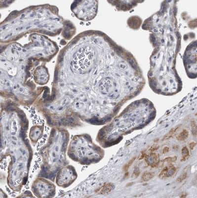 Immunohistochemistry-Paraffin: Myocilin Antibody [NBP1-89769]
