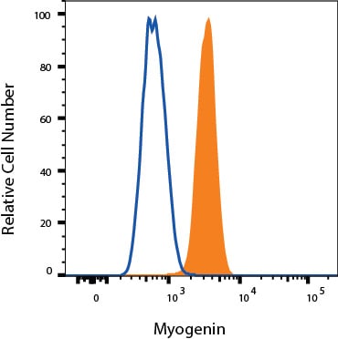 Detection of Myogenin antibody in C2C12 Mouse Cell Line antibody by Flow Cytometry.