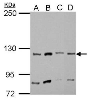 Western Blot: Myosin 1A Antibody [NBP2-19452]