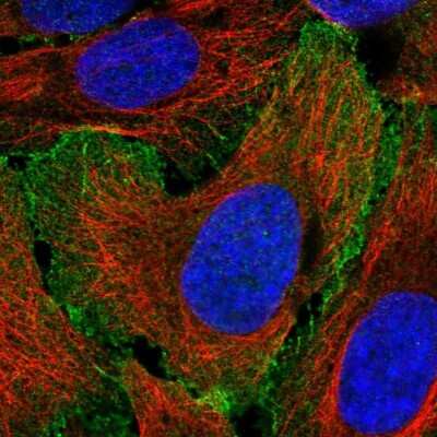 Immunocytochemistry/ Immunofluorescence: Myosin 1B Antibody [NBP2-38888]