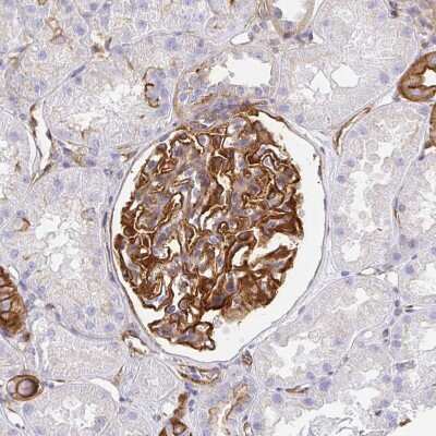 Immunohistochemistry-Paraffin: Myosin 1B Antibody [NBP2-38888]