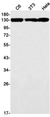 Western Blot: Myosin 1B Antibody (S04-6D4) [NBP3-19708]