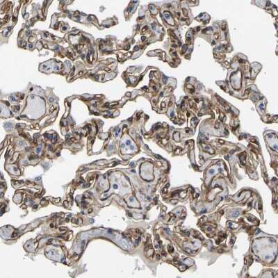 Immunohistochemistry-Paraffin: Myosin 1C Antibody [NBP1-87745]
