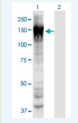 Western Blot: Myosin 1E Antibody (7A5) [H00004643-M02-100ug]