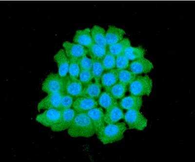 Immunocytochemistry/ Immunofluorescence: Myosin Light Chain 2 Antibody (3B2) - BSA Free [NBP1-30249]