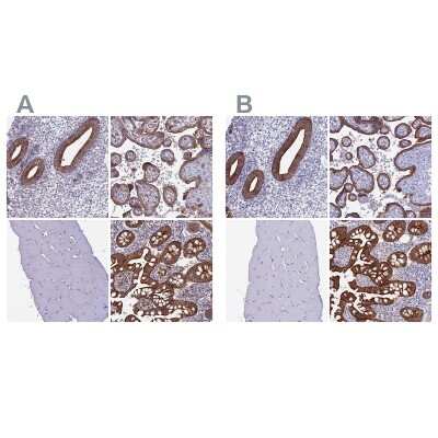 Immunohistochemistry-Paraffin: Myosin VB Antibody [NBP1-87746]