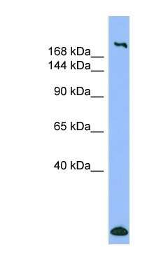 Western Blot: Myosin Heavy Chain 1 Antibody [NBP1-57681]