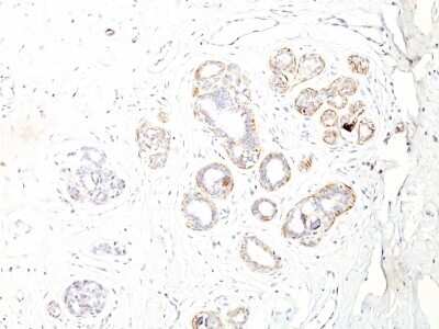 Immunohistochemistry-Paraffin: Myosin heavy chain 11 Antibody (ID8) [NBP2-44532]