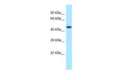 Western Blot: Myotilin Antibody [NBP2-87867]