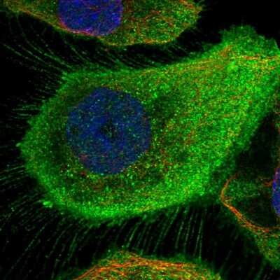 Immunocytochemistry/ Immunofluorescence: Myotrophin Antibody [NBP1-89787]