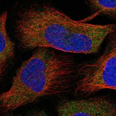 Immunocytochemistry/ Immunofluorescence: N-Acetyl-D-Glucosamine Kinase/NAGK Antibody [NBP1-89750]