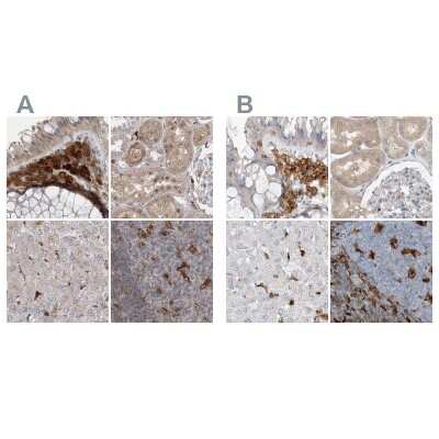 Immunohistochemistry-Paraffin: N-Acetyl-D-Glucosamine Kinase/NAGK Antibody [NBP1-89750]