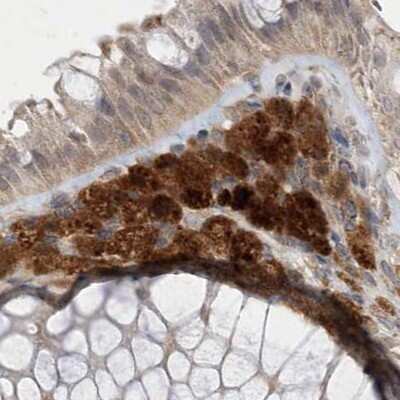 Immunohistochemistry-Paraffin: N-Acetyl-D-Glucosamine Kinase/NAGK Antibody [NBP1-89750]