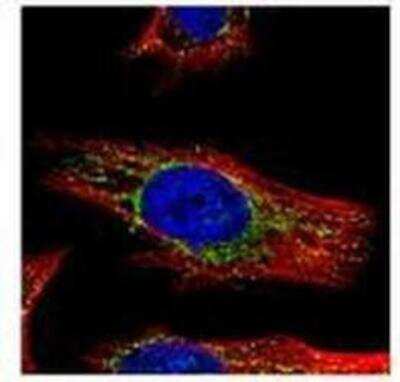 Immunocytochemistry/ Immunofluorescence: N-Acetylgalactosamine-6-Sulfatase/GALNS Antibody [NBP1-32899]