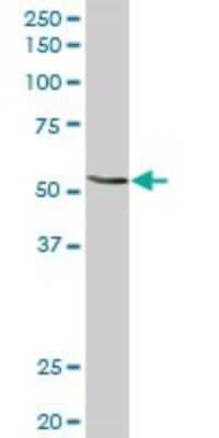 Western Blot: N-Acetylglucosaminyltransferase III/MGAT3 Antibody [H00004248-D01P]