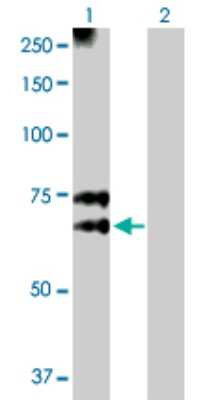 Western Blot: N-Acetylglucosaminyltransferase III/MGAT3 Antibody [H00004248-D01P]