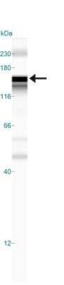 Simple Western: N-Cadherin Antibody (13A9)Azide and BSA Free [NBP2-80868]