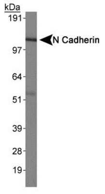 Western Blot: N-Cadherin Antibody (13A9)Azide and BSA Free [NBP2-80868]