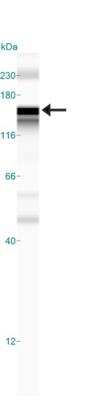 Simple Western: N-Cadherin Antibody (13A9) [NBP1-48309]
