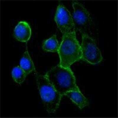 Immunocytochemistry/ Immunofluorescence: N-Cadherin Antibody (5D5) - BSA Free [NBP1-51612]