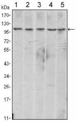 Western Blot: N-Cadherin Antibody (5D5)BSA Free [NBP1-51612]