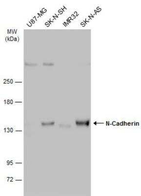 Western Blot: N-Cadherin Antibody [NBP2-19459]