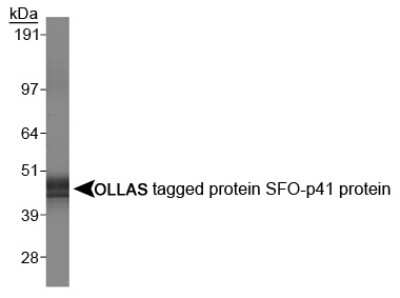 Western Blot: N OLLAS Epitope Tag Expression and Detection Kit [NBK1-18296]