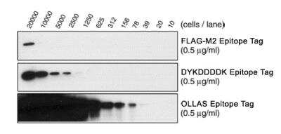 Western Blot: N OLLAS Vector [NBA1-07083]