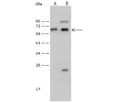 Western Blot: N-PAC Antibody [NBP2-99354]