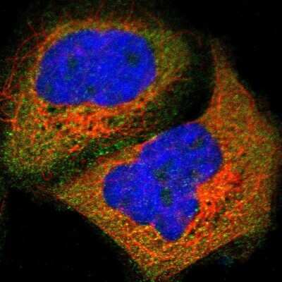 Immunocytochemistry/ Immunofluorescence: N-WASP Antibody [NBP1-82512]