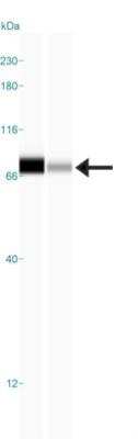 Simple Western: N-WASP Antibody [NBP1-82512]