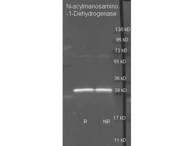 Western Blot: N-acylmannosamine 1-dehydrogenase Antibody [NBP2-44241]