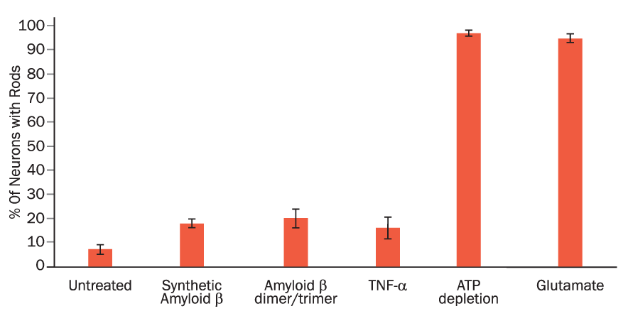 Improved Resolution of Rod Induction in Neurons Cultured in N21-MAX.