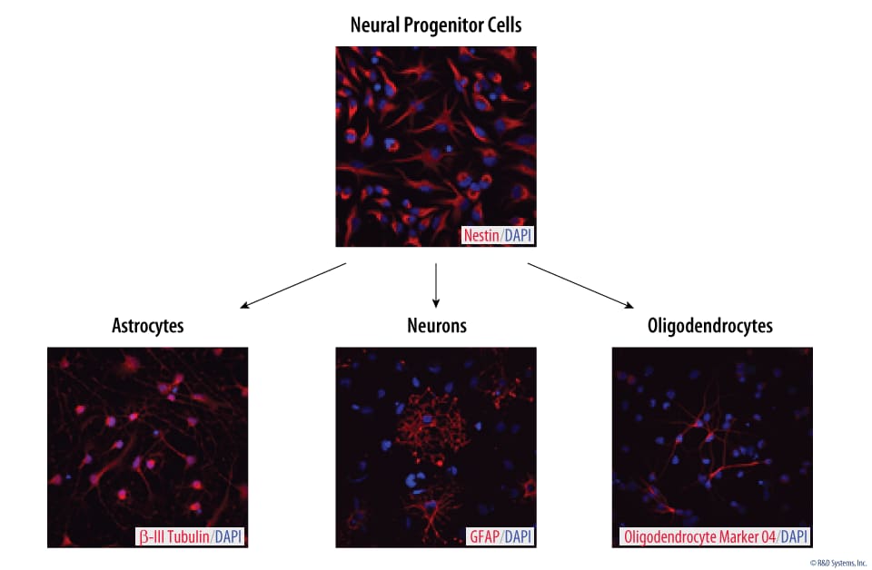 Verification of Neural Progenitor Cell Multipotency Following Expansion with N-2 MAX Media Supplement. 