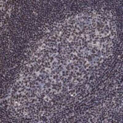 Immunohistochemistry-Paraffin: N4BP2 Antibody [NBP3-17277]