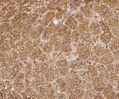 Immunohistochemistry-Paraffin: N4BP3 Antibody [NBP3-12669]