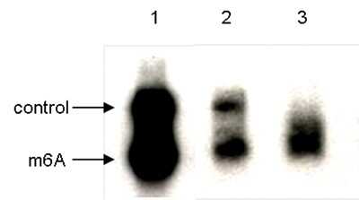 Immunoprecipitation: N6-methyladenosine (m6A) Antibody (C.15200082) [NBP2-59171]