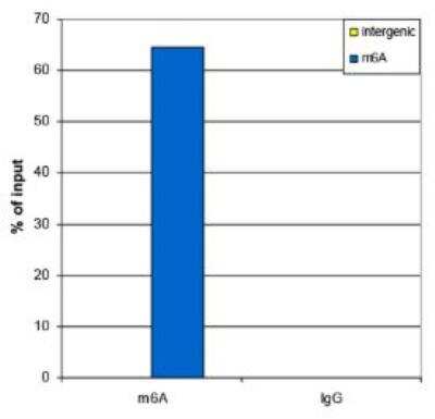 Immunoprecipitation: N6-methyladenosine (m6A) Antibody (C.15200082) [NBP2-59171]